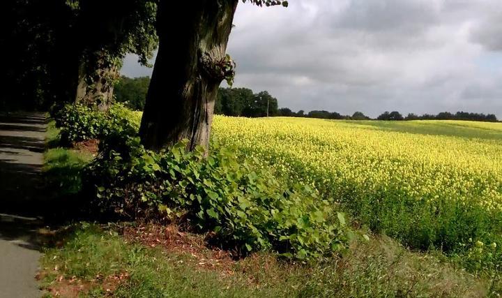 Kleine Schorfheide